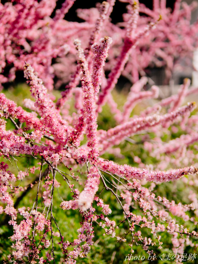 ピンクのモーッアルト