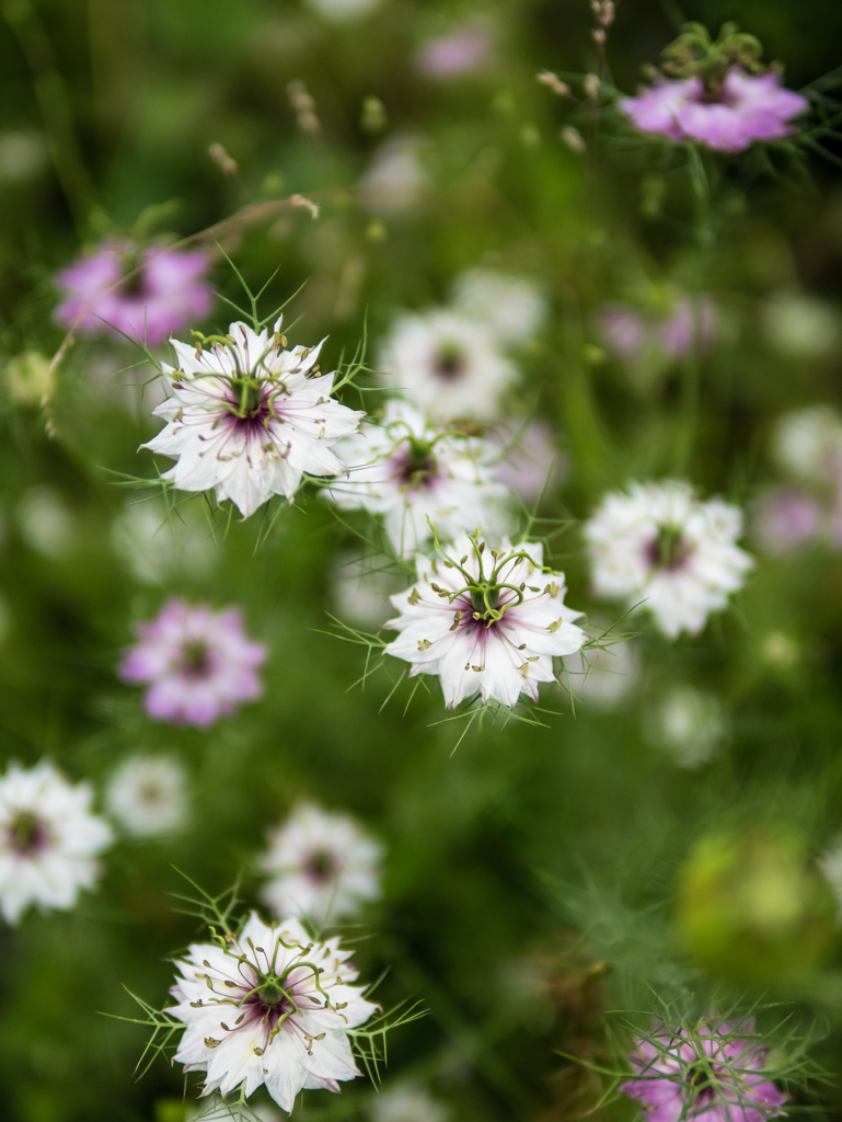 花火、上から見れば
