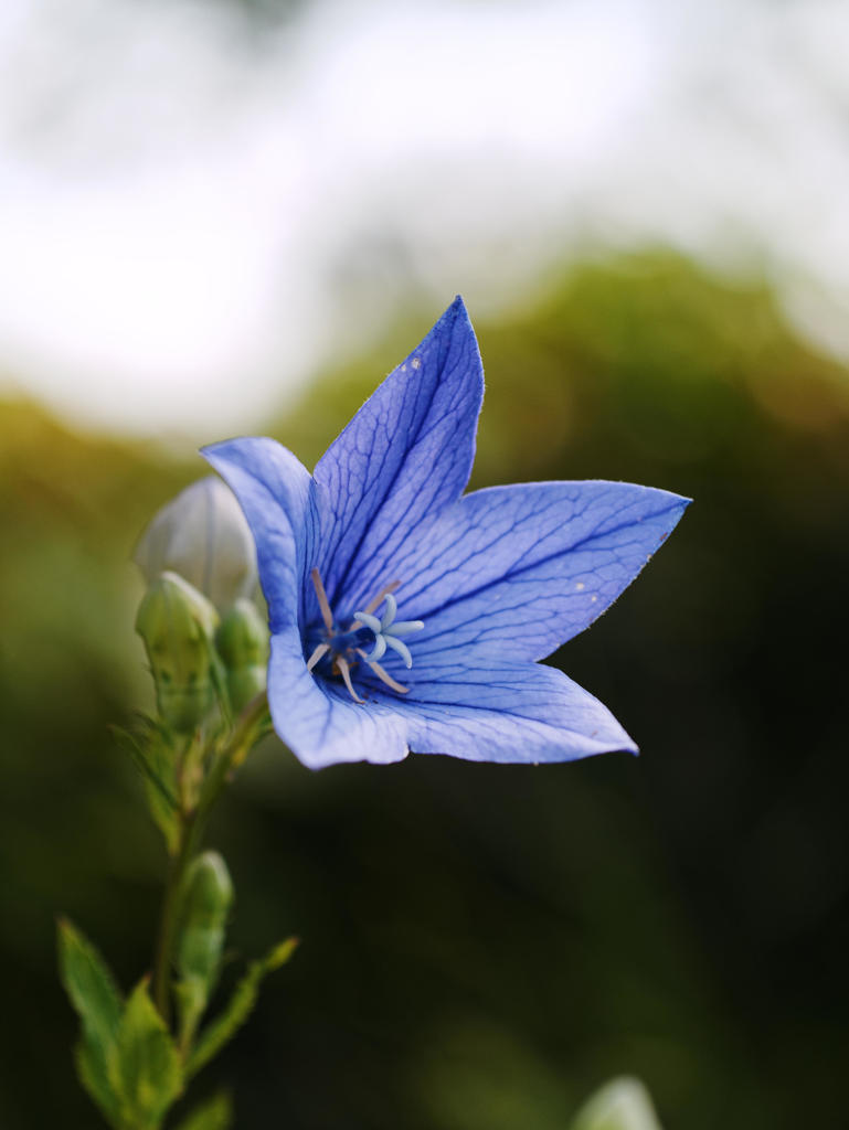 Kodakなんてのも