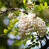 popcorn Blooms