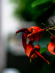 雨上がりの紅