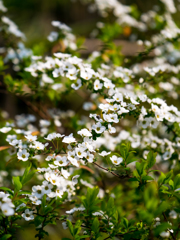 ミルキーウェイ