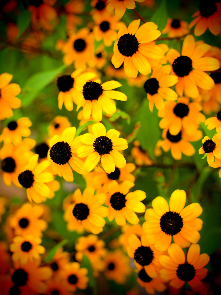 トロピカルちっく