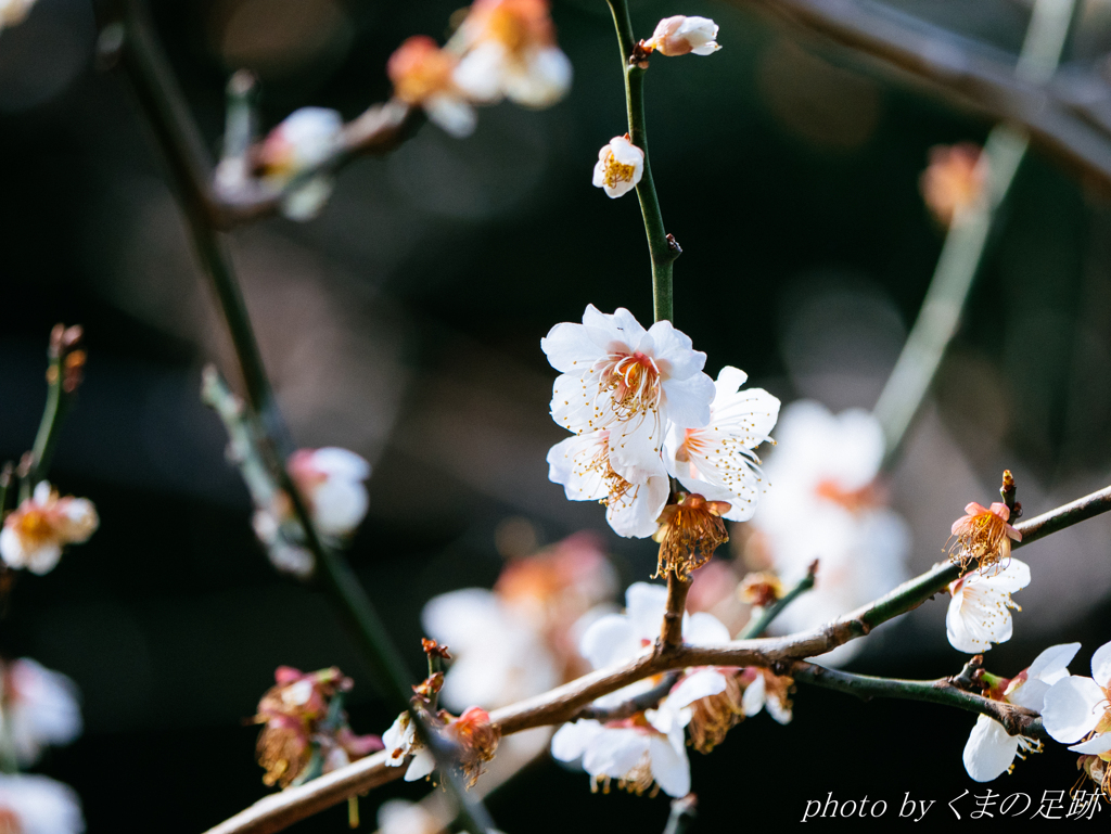 さよならを告げに