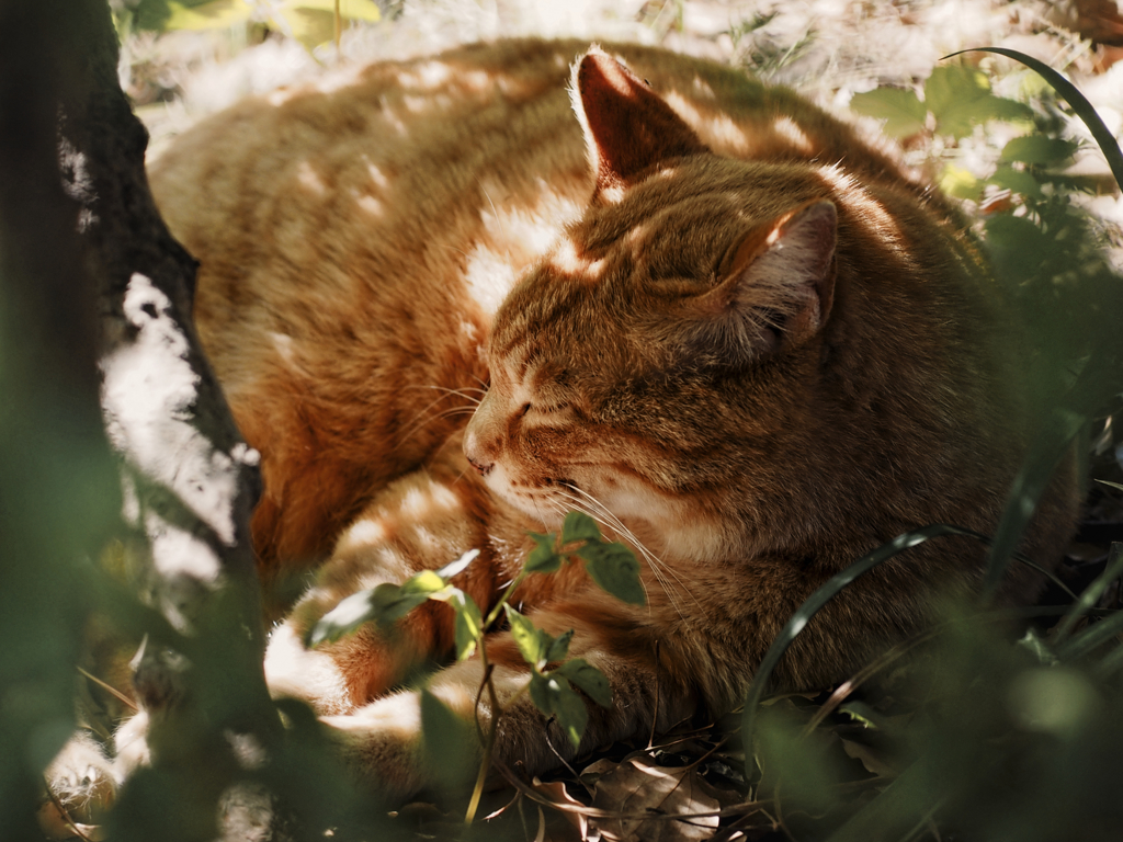 大いなる眠り