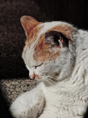 でも眠いので･･･