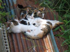 子猫時代