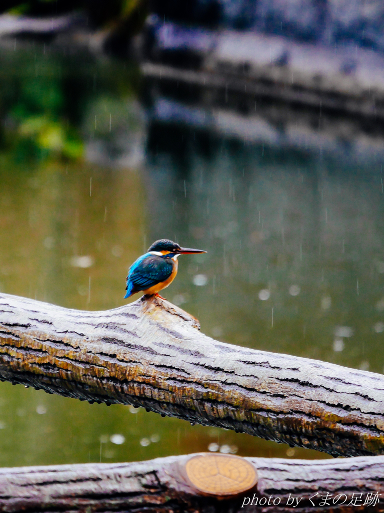 雨の日の憂鬱