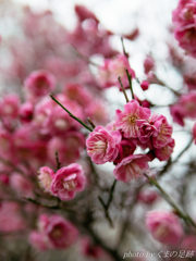 曇天梅：PANA 25nn F1.4