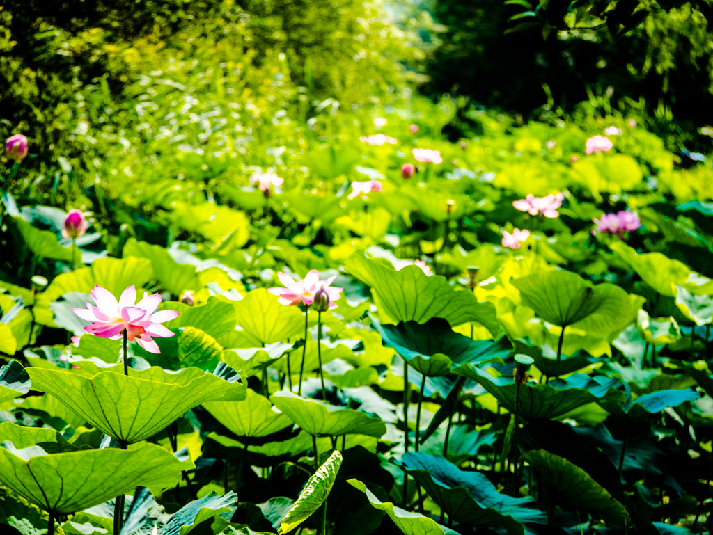 夏模様