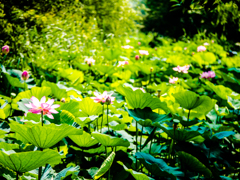 夏模様