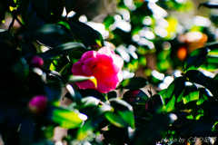 つかの間の休息