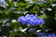 水無月のシュシュ