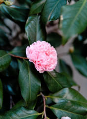 薄桃色シュシュ