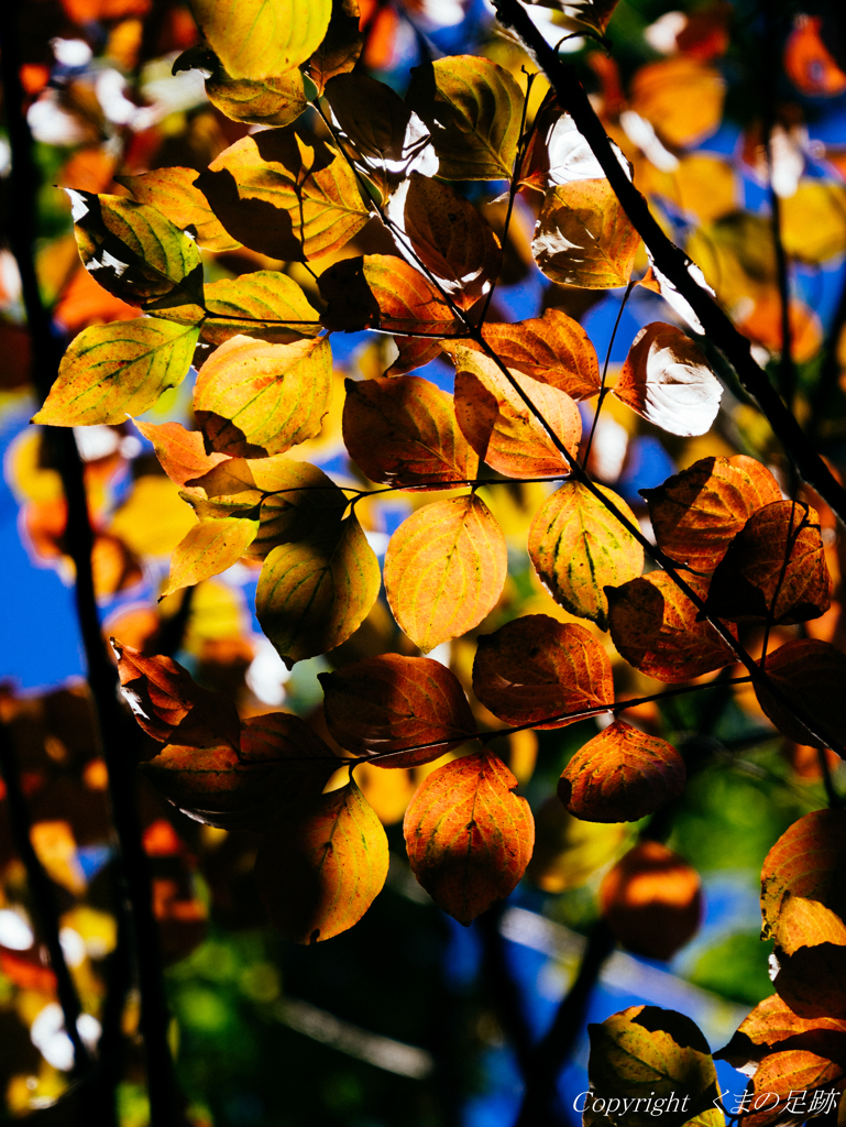 明日のお楽しみ