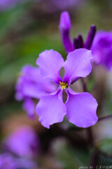 東風よ、時の風車を回さん