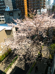 春をゆく
