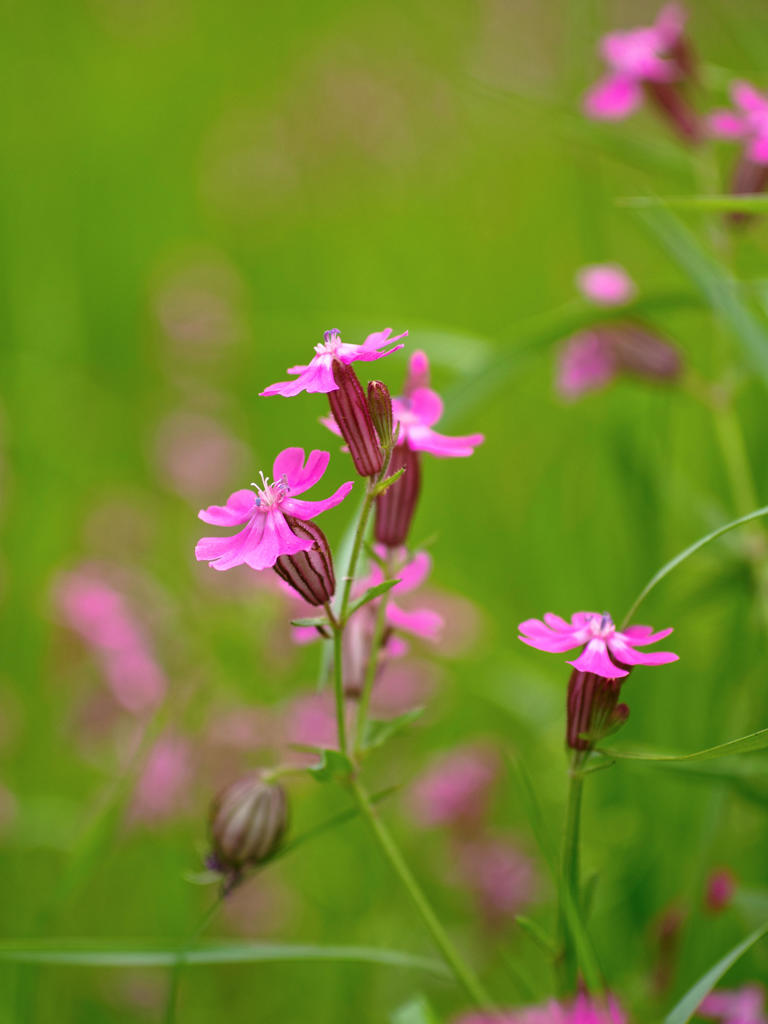 ピンクのヘリコプター