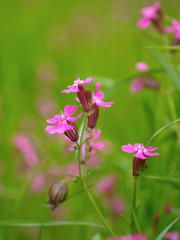 ピンクのヘリコプター