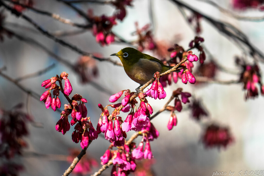 陰桜