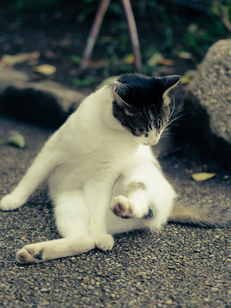 夏の魔物ⅩⅣ