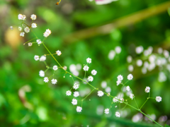 ちいさな想い出