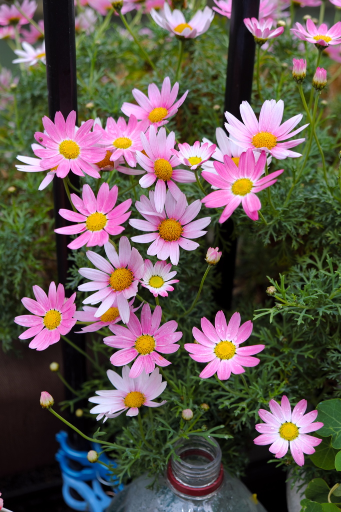 雨上がりの笑顔