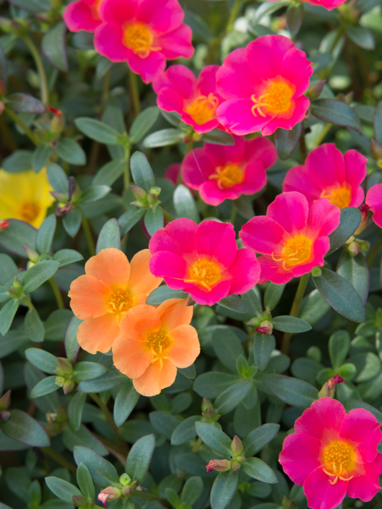 ナチュラル・ポップ!!