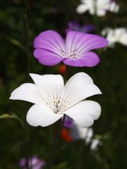 初夏の彩り ⅩⅩⅥ