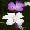 初夏の彩り ⅩⅩⅥ