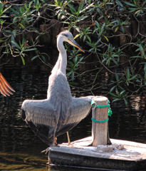 なんかついている？