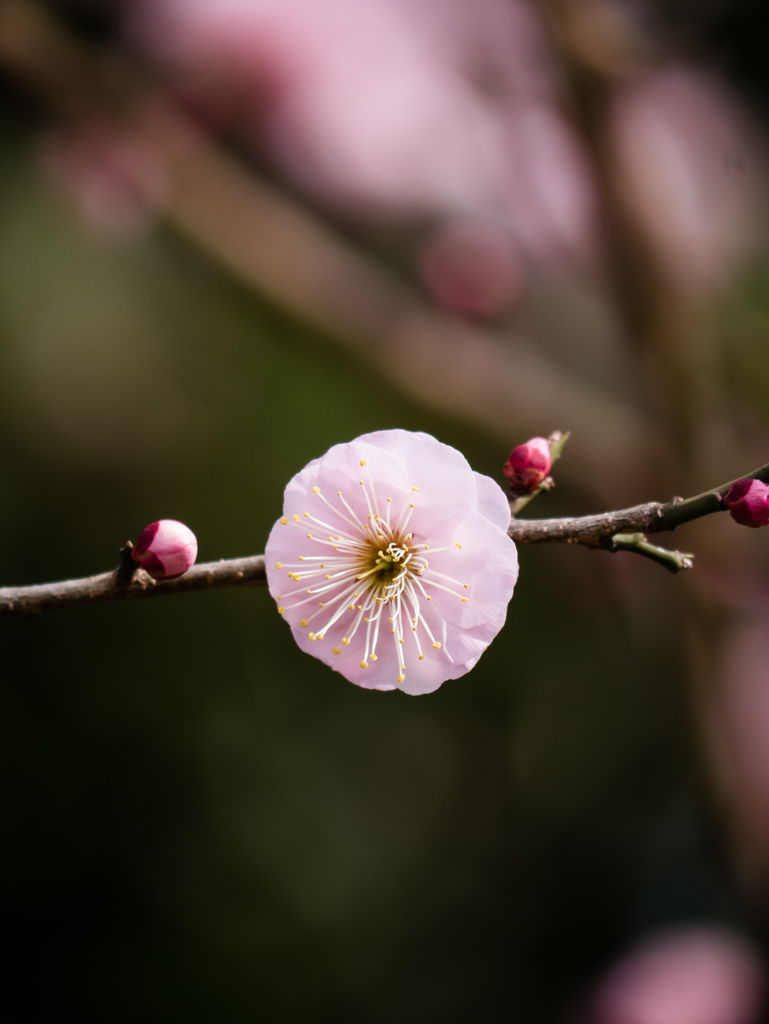 ひとはな