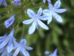 青耀