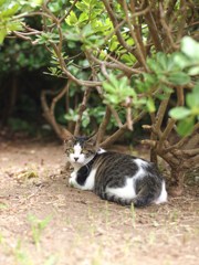 残暑ですが何か？