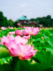 朝から花火