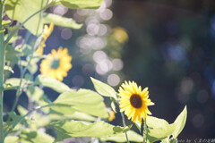 過ぎてみればみな優しく見える