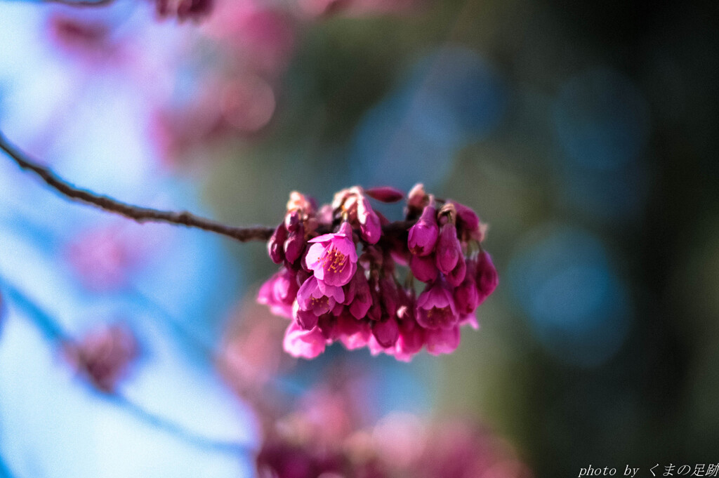 華なき花よ