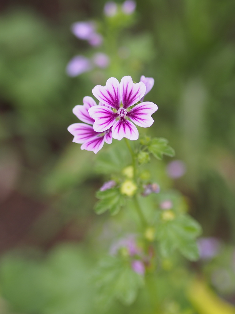 梅雨明けのスケッチ