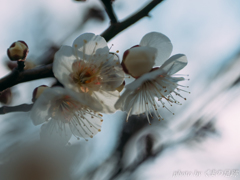 寝起き：OLY 45mm F1.8