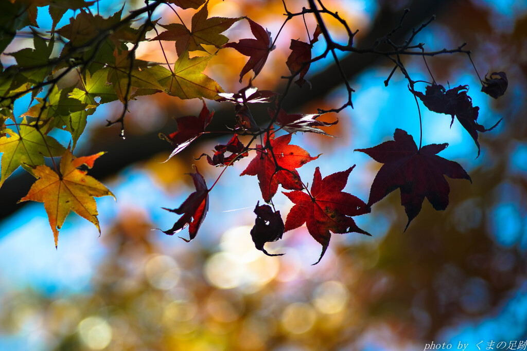 くれない飛行隊