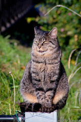 行儀よく 行儀よく