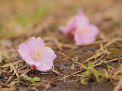 春の雫Ⅰ