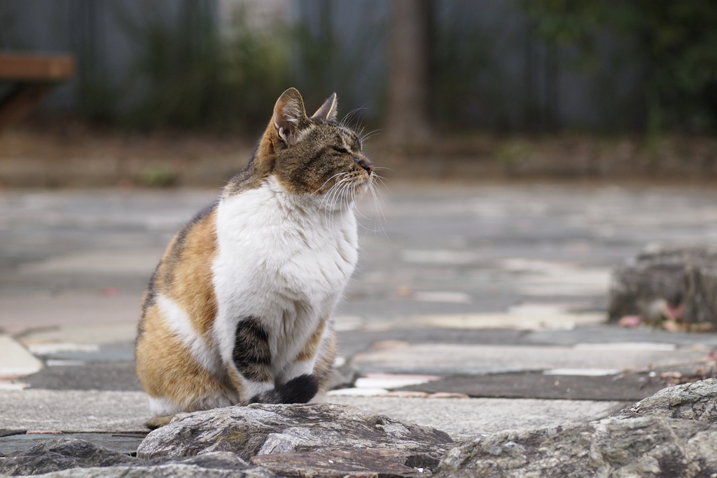遠くで汽笛を聞きながら
