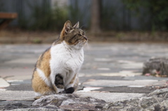 遠くで汽笛を聞きながら