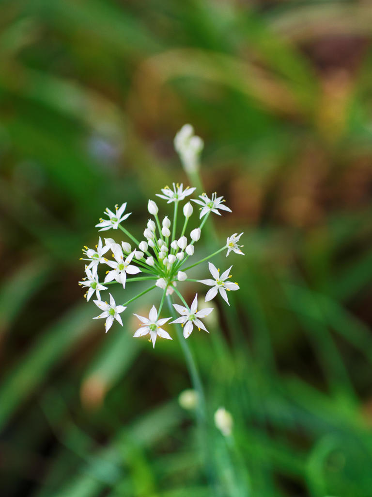 白い線香花火