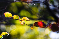 残り葉を求めて