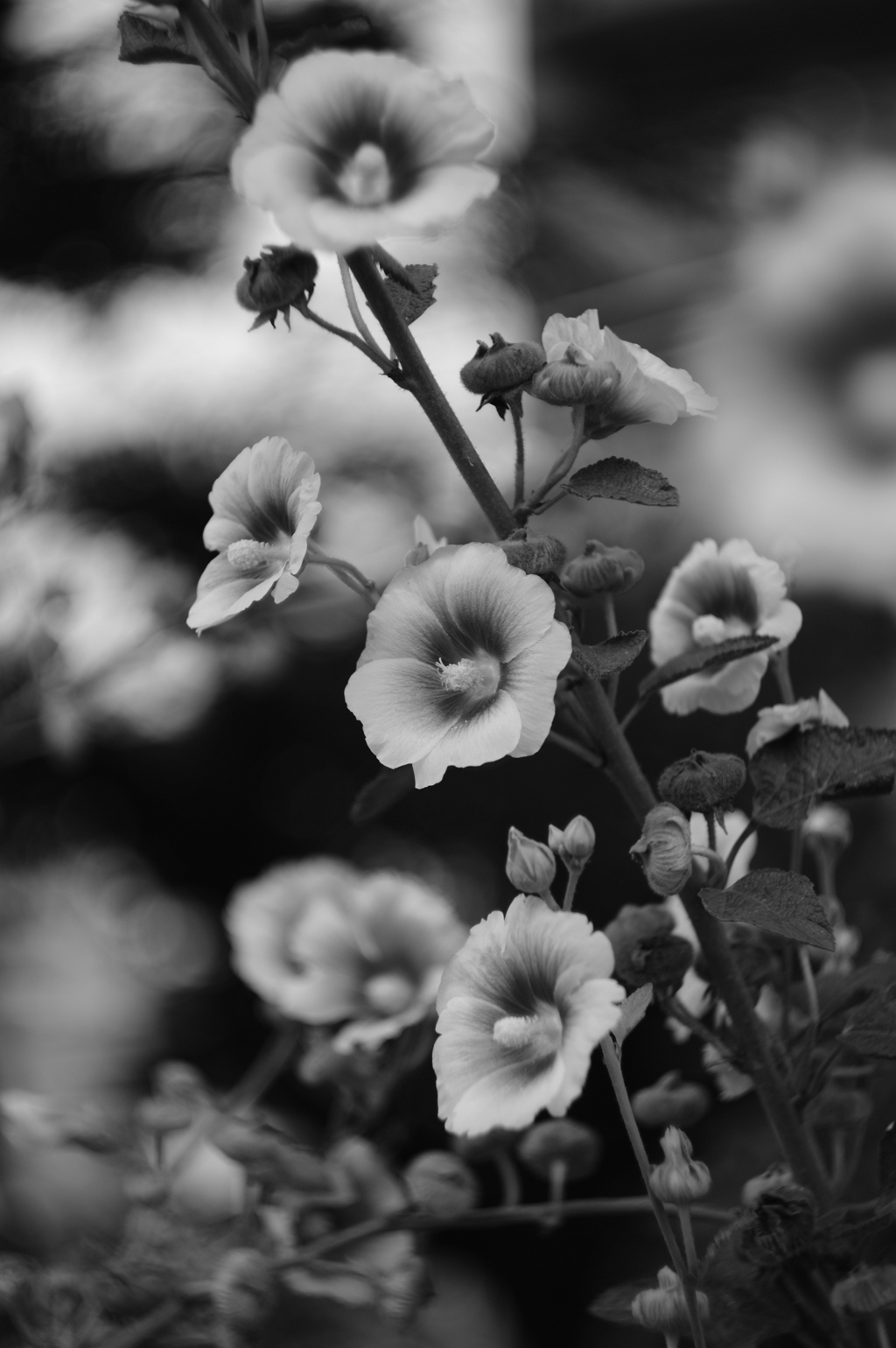 ACROS