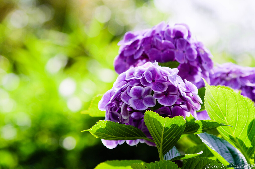 グレープジュース飲んだ