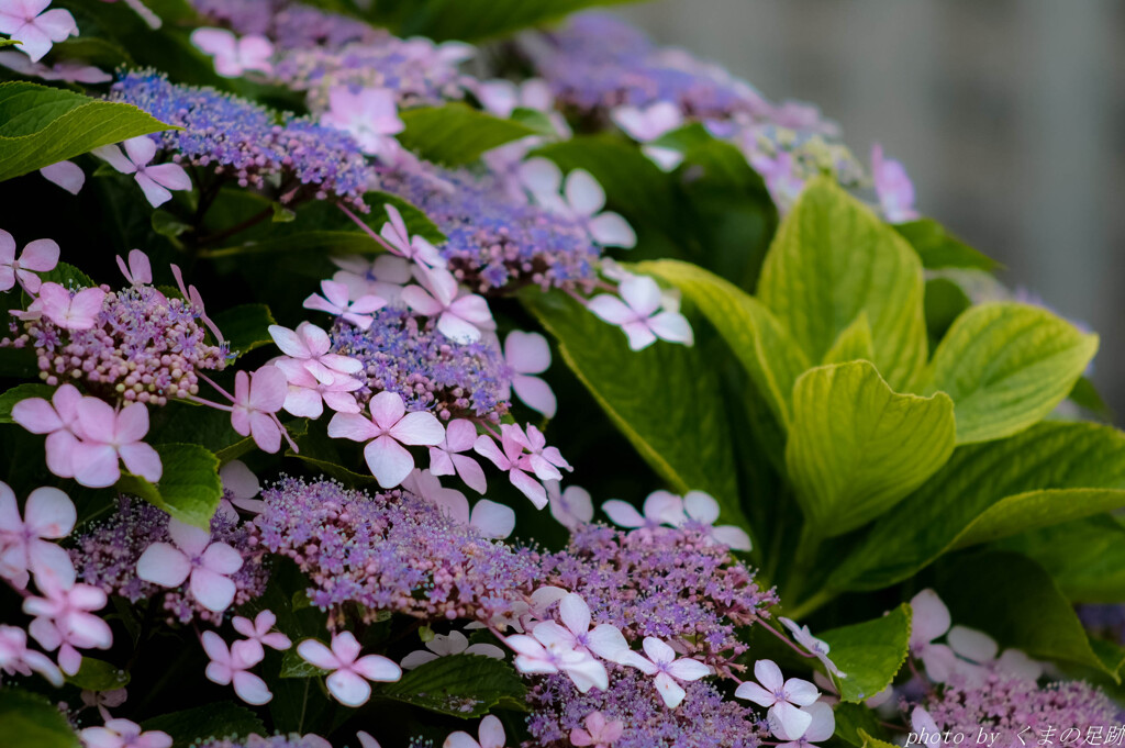 北斎の紫陽花