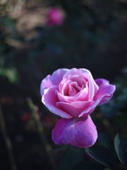 Autumn rose Ⅰ